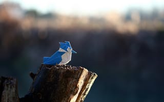 Картинка бумага, origami, птица, Crested Kingfisher