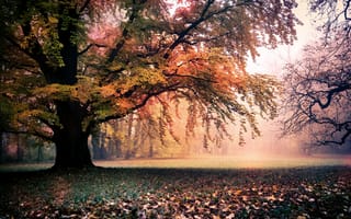 Картинка пейзаж, природа, листва, деревья, осень, золотая