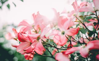 Картинка цветы, лепестки, розовые, кизил