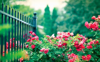 Картинка розы, железные, розовые, куст, прутья, ограда, цветы, забор