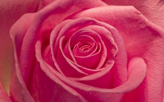 Картинка макро, лепестки, роза, розовая, бутон