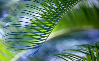 Обои лист, зеленый, пальма