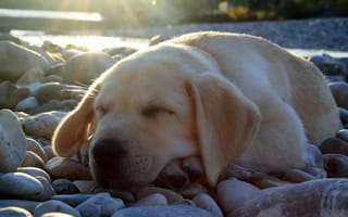 Картинка Лабрадор, щенок, спит, камни, милый, свет