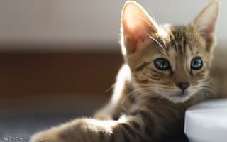 Картинка котенок, взгляд, полосатый, серый