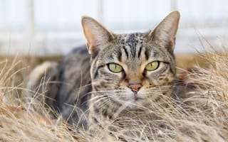 Картинка трава, взгляд, кот, серый, полосатый, сухая, кошка