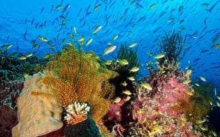 Обои океан, водоросли, море, кораллы, природа, рыбы, под водой, вода, подводный мир