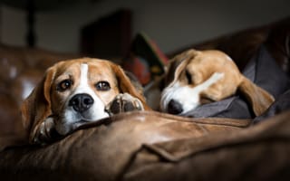 Картинка собаки, спят, порода, лежат, бигль, диван, гончие
