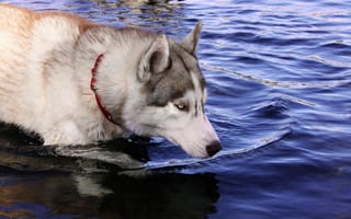 Картинка собаки, хаски, вода