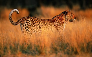Картинка Леопард, саванна, Африка, закат