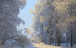 Картинка деревья, природа, солнце, зима, снег