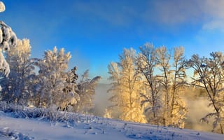 Картинка зима, кусты, туман, природа, снег
