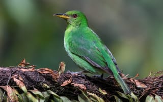 Картинка птицы, самка, танагровые, зелёный саи
