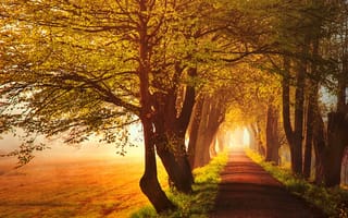Картинка осень, дорога, солнце, деревья, аллея, свет, трава, поле, листья, желтые