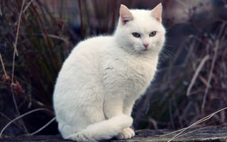 Картинка кот, боке, кошка, трава, белый