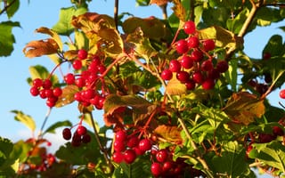 Картинка осень, калина, красные, листья, ягоды