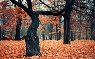 Обои дерево, осень, парк
