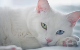 Картинка белый кот, взгляд, мордочка, разные глаза