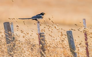 Картинка лето, птица, Yellow-billed Magpie, забор