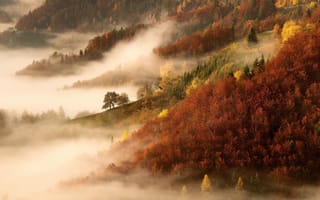 Обои осень, деревья, утро, природа, лес, туман