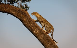 Картинка дикая кошка, дерево, леопард