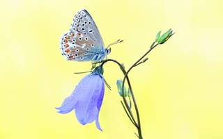 Картинка цветок, бабочка, голубой, желтый фон, колокольчик