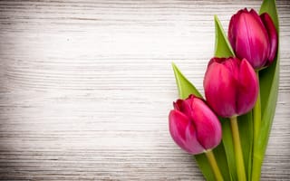 Обои цветы, wood, tulips, fresh, beautiful, розовые тюльпаны, pink, букет, flowers