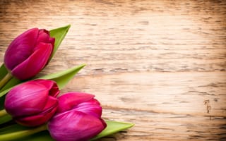 Картинка цветы, букет, fresh, pink, wood, flowers, tulips, beautiful