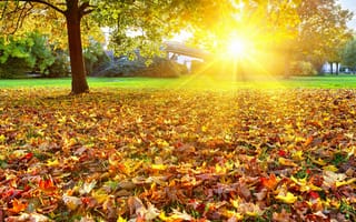 Картинка пейзаж, листья, осень, деревья, ярко, природа, золотая, солнце