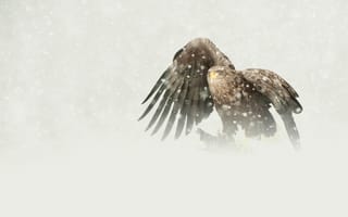 Картинка добыча, орел, птица, снегопад, бело-хвостый, хищник
