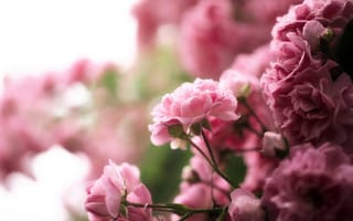 Картинка роза, розовые, чайная, капли, цветы, природа, куст