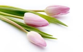 Картинка цветы, букет, beautiful, tulips, flowers, fresh, розовые тюльпаны, pink