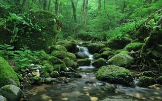 Картинка Silence, ручей, лес, зелень