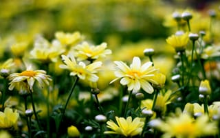 Обои цветы, цветочки, flowers, желтый, flower