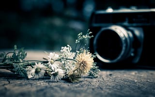 Обои фотоаппарат, flower, камера, настроения, цветочки, camera, цветы