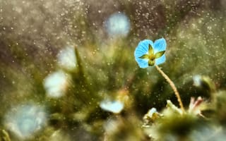 Картинка дождь, макро, цветок, капли, синий, трава