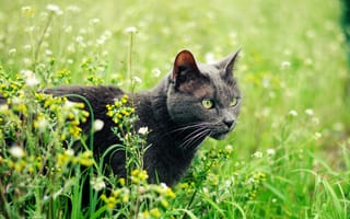 Картинка растения, кот, кошка, лето, зеленоглазая, серая, трава