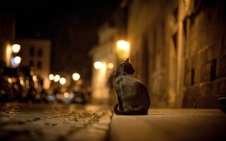 Картинка кошка, огни, дорога, тротуар, боке, ночь, улица, кот, город, брусчатка, черная