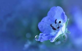 Картинка макро, голубой, лепестки, маленький, свежесть, дождь, цвет, растение, капли, природа, синий, роса, цветок, вода