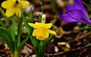 Картинка цветы, природа, нарциссы, весна, крокус