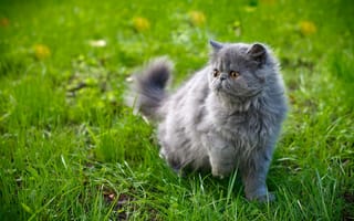 Картинка кошка, трава, взгляд