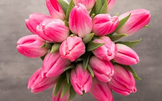 Картинка цветы, букет, beautiful, fresh, тюльпаны, tulips, pink, flowers