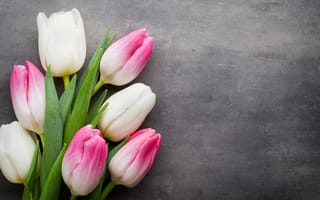 Картинка цветы, spring, white, белые, букет, fresh, тюльпаны, beautiful, pink, tulips, flowers, розовые