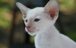 Картинка взгляд, сиамская кошка, уши, мордочка