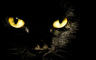 Картинка глаза, черная, кошка, взгляд
