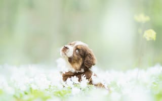 Картинка весна, щенок, собака
