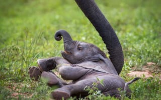 Обои слон, Baby Elephant, слонёнок, Zambia, African Wildlife