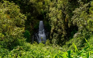 Картинка зелень, лес, водопад, Франция, кусты, деревья, солнце, лето