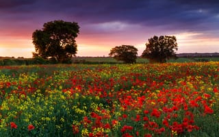 Картинка Природа, рапс, Англия, цветы, поле, вечер, лето, дервья, маки