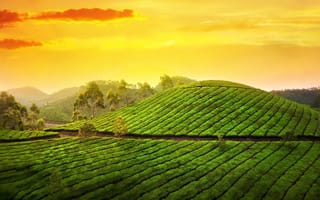Картинка Munnar, Муннар, солнце, утро, облака, плантации, Азия, восход, природа, India, Индия, небо, пейзаж, Kerala, Керала, холмы, чайные, деревья
