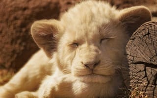 Картинка лев, спящий, львёнок